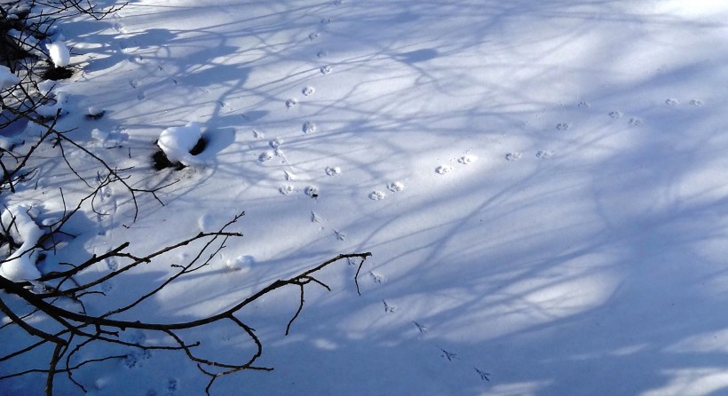 Des traces dans la neige
